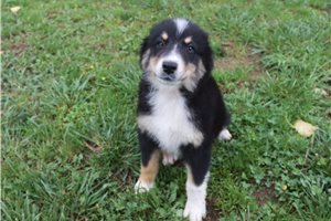 Lucas - Australian Shepherd for sale