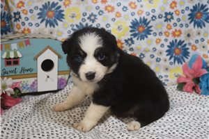 Jacqueline - Australian Shepherd for sale