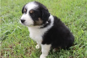 Myron - Australian Shepherd for sale