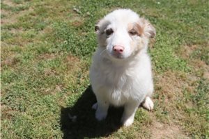Pheobe - Australian Shepherd for sale