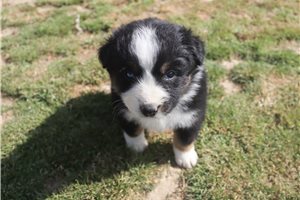 Penny - Australian Shepherd for sale