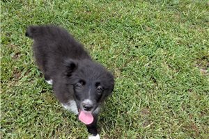 Herman - Australian Shepherd for sale