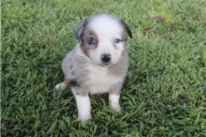 Joseph - Australian Shepherd for sale