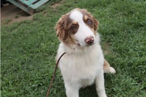 Pixie - Australian Shepherd for sale