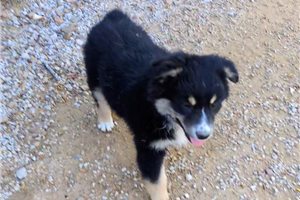 Kennedy - Australian Shepherd for sale