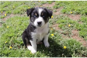 Kraven - Australian Shepherd for sale