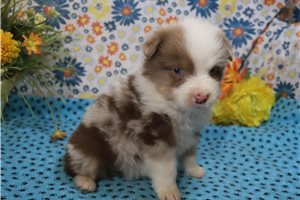 Landon - Australian Shepherd for sale