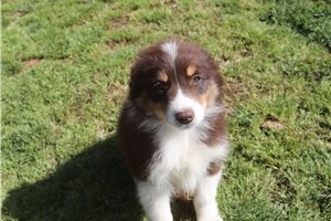 Peaches - Australian Shepherd for sale