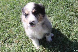 Atticus - Australian Shepherd for sale