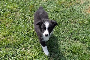 Heather - Australian Shepherd for sale