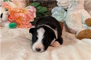 Heather - Australian Shepherd for sale