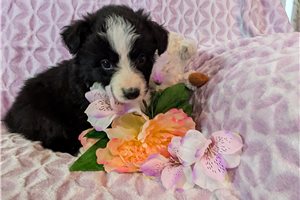 Heather - Australian Shepherd for sale
