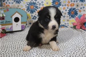 Jennifer - Australian Shepherd for sale