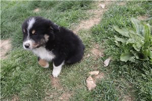 Lucas - Australian Shepherd for sale