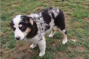 Phineas - Australian Shepherd for sale