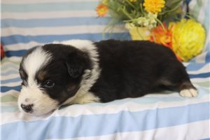 Myron - Australian Shepherd for sale