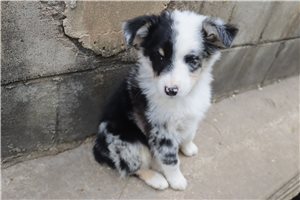 Lincoln - puppy for sale