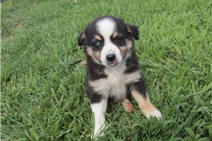 Kenny - Australian Shepherd for sale