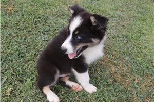 Josie - Australian Shepherd for sale