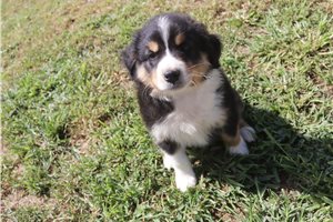 Maggie - Australian Shepherd for sale