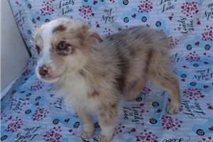 Tootle - puppy for sale