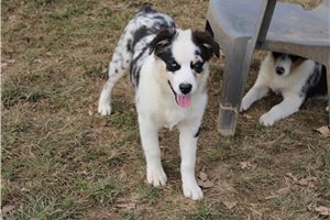 Elsie - Australian Shepherd for sale
