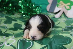Patricia - Australian Shepherd for sale