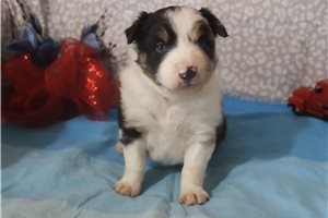Kingston - Australian Shepherd for sale