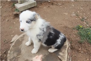 Potter - Australian Shepherd for sale
