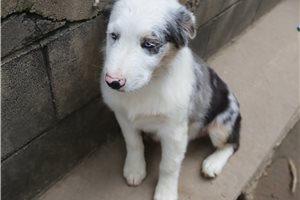 Potter - Australian Shepherd for sale