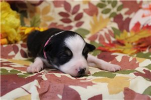 Sapphire - Australian Shepherd for sale