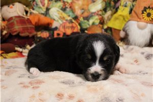 Sara - Australian Shepherd for sale