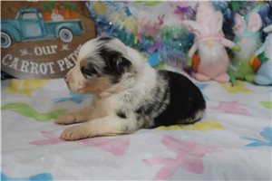 Angel - Australian Shepherd for sale