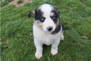 Phineas - Australian Shepherd for sale