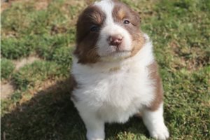 Pluto - Australian Shepherd for sale