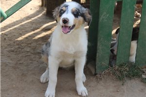 Elvira - Australian Shepherd for sale