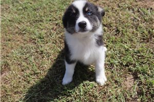 Josie - Australian Shepherd for sale