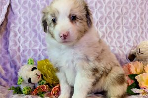 Holden - Australian Shepherd for sale