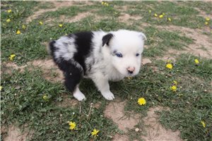 McCoy - Australian Shepherd for sale