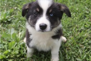 Josie - Australian Shepherd for sale