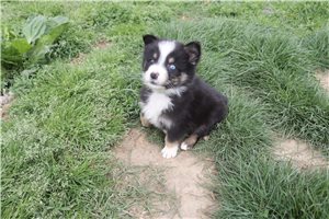Leonardo - Australian Shepherd for sale