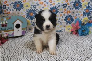 Julian - Australian Shepherd for sale