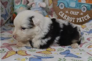 Liam - puppy for sale