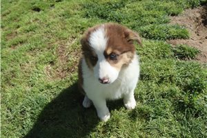 Pixie - Australian Shepherd for sale