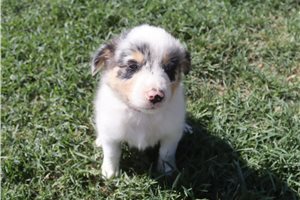 Elvira - Australian Shepherd for sale