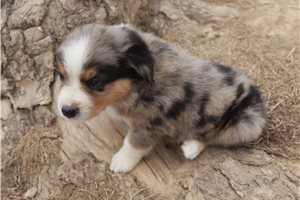 Anita - Australian Shepherd for sale