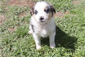 Angel - Australian Shepherd for sale