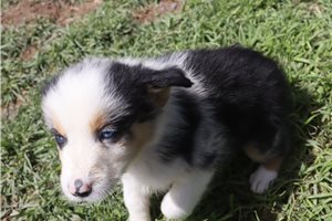 Scout - Australian Shepherd for sale