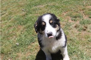 Paige - Australian Shepherd for sale