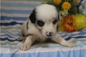 Meredith - Australian Shepherd for sale